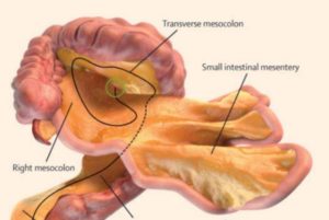 Mesentery: New organ discovered inside human body by scientists. 