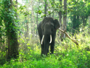 keralanews protection from wild animal attack