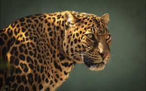 keralanews azhekode leopard threat