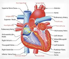 keralanews cardio vascular diseases in kerala