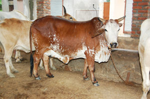 keralanews cow sloughter