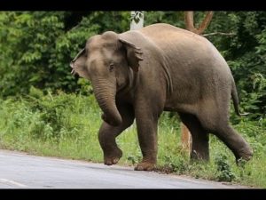 keralanews elephant attack (2)