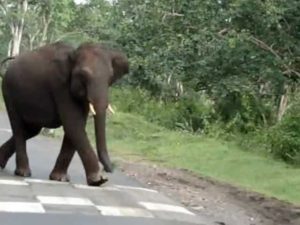 keralanews elephant attack