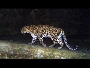 keralanews kannur leopard