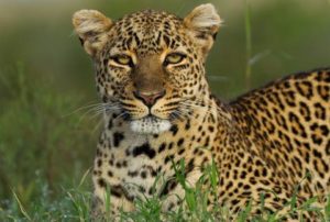 keralanews kannur leopard threat