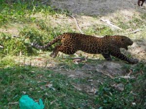 keralanews leopard in kannur