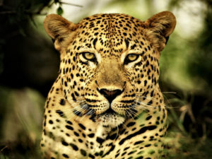 keralanews leopard in kasanakkotta