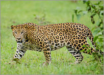 keralanews leopard in mattannur