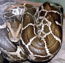 keralanews python snake on iritty bridge