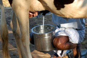 keralanews summer in kerala reduction in milk production