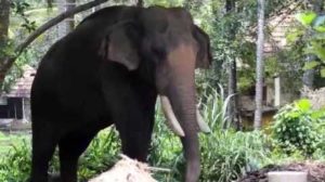 keralanews aralam farm alephant attack