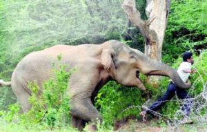 keralanews aralam farm elephant threat