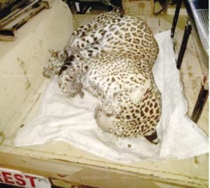 keralanews dead body of leopard (2)