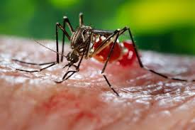 keralanews dengue fever in mattannur