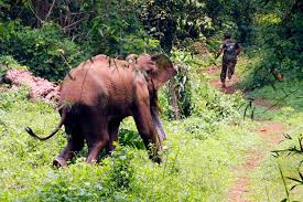 keralanews elephant attack