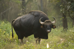 keralanews gaur found near pariyaram medical college