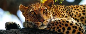 keralanews leopard near irikkur