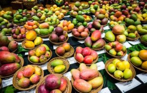 keralanews mango fruit fest