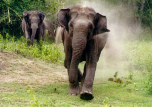 keralanews protest against elephant attack