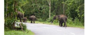 keralanews aralam farm elephant fear