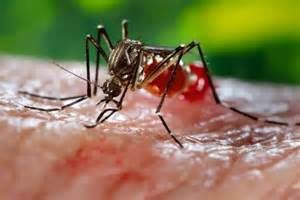 keralanews dengue fever