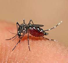 keralanews dengue fever dry day