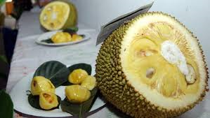 keralanews jackfruit festivel