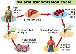 keralanews malaria spreads