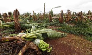 keralanews summer rain distroys cultivation