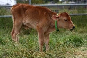 keralanews calf rescued