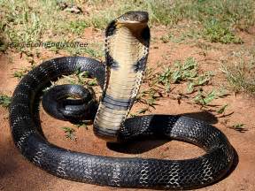 keralanews caught king cobra from cherupuzha