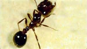 keralanews death by ant bite