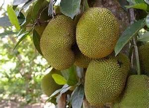 keralanews jackfruit festival in trivandrum