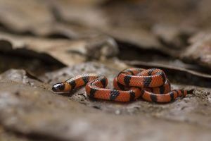 keralanews rare species snake found