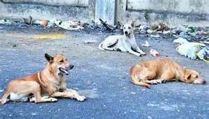 keralanews street dog attack in thayyil