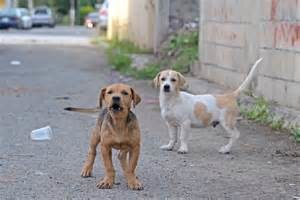 keralanews street dog bites six in palayad