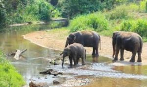 keralanews wild elephant in aralam