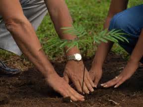 keralanews planted trees