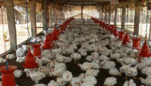 keralanews poultry traders strike settled