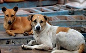 keralanews stray dog attacks five people in pazhayangadi