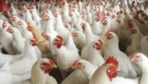 keralanews the price of chicken is not decreased