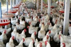 keralanews the price of chicken is to be increased