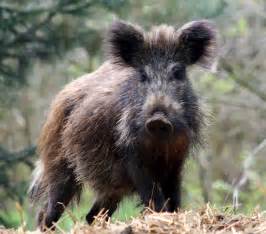 keralanews wild boar attack in school compound