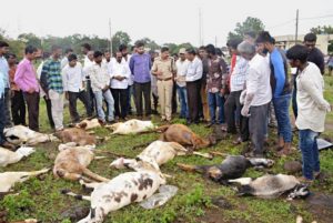 keralanews 34sheeps died by drinking water on the road