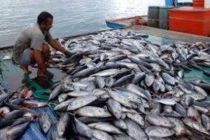 keralanews complaint against unauthorised selling of fish in ayikkara harbour