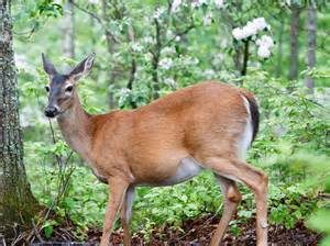 keralanews hunters arrested with the meat of deer