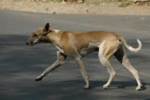 keralanews street dog bite 40people in kozhikode