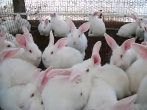 keralanews the ban on killing rabbits for meat was canceled