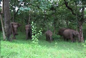 keralanews the crops have been destroyed by the wild elephants in cherupuzha