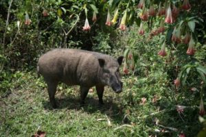 keralanews the farmer was injured in the attack of wild boar